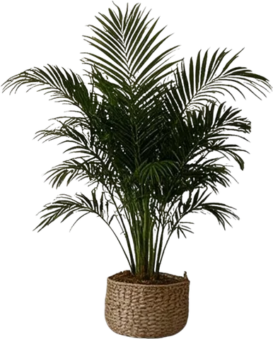 Large potted palm, isolated with transparency by the layer separation test