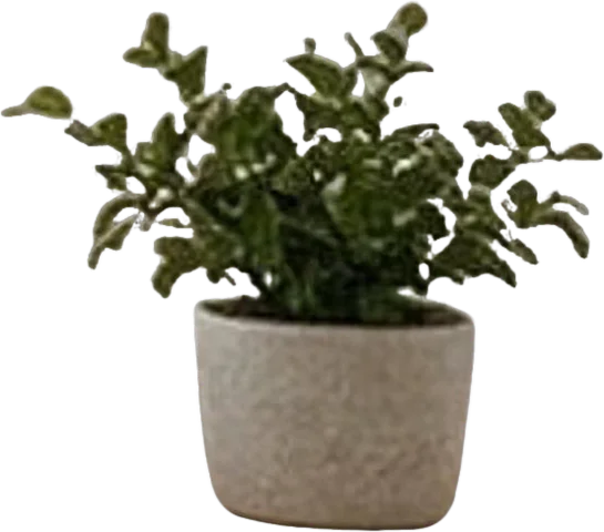 Small potted plant, isolated with transparency by the layer separation test